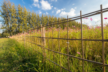 Cosmos field in sunny day in summer season