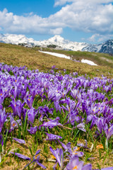 Majestic view of blooming spring crocuses in mountains.