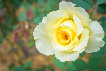 Yellow rose