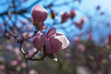 Pink beautiful magnolia in spring