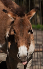 Fototapeta premium Horse