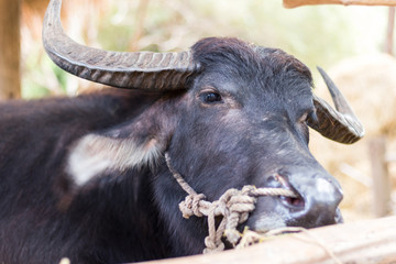 Thai buffalo eating dried grass