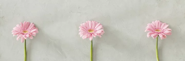 Papier Peint photo Fleurs Three pink fresh flowers placed separately on bright grey wall