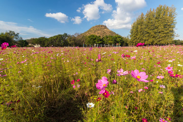 Cosmos field with mountain in a background, sunny day in summer season