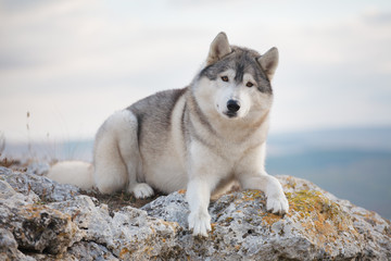 A beautiful gray husky lies on a rock covered with moss against a background of clouds and a blue sky and looks into the camera. A dog on a natural background.