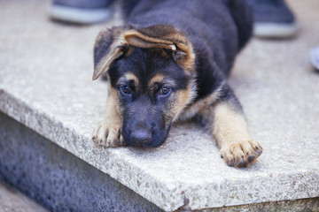 small canine dog with a sad expression
