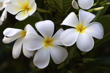 Fototapeta na wymiar White and Yellow plumeria frangipani flowers with green leaves.