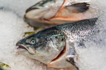 Fresh salmon fish in seafood market