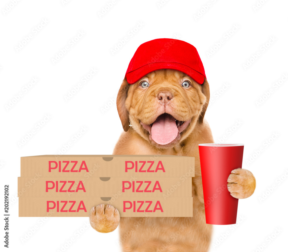 Poster pizza delivery dog in red cap with cola and pizza boxes. isolated on white background