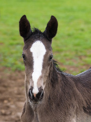 Fototapeta premium Foal Headshot