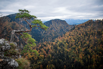 Fototapeta na wymiar pine tree growing on the rock on the slope with beautiful mountain view