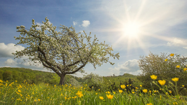 Streuobstwiesen