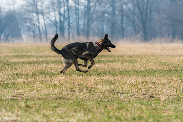 Running dog.