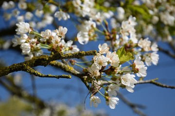 Cherry flowers on branches on a blue sky background
