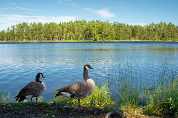 View at the lake and ducks on the shore.