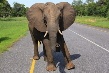 Fototapeta na wymiar Wild elephant in Botswana Africa, Chobe National Park