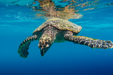 Fototapeta premium Sea Turtle swimming in Seychelles