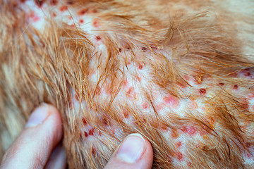 Fingers pointing on the disease on cat skin, Dermatitis in dog, skin laminate and dog hair fallen