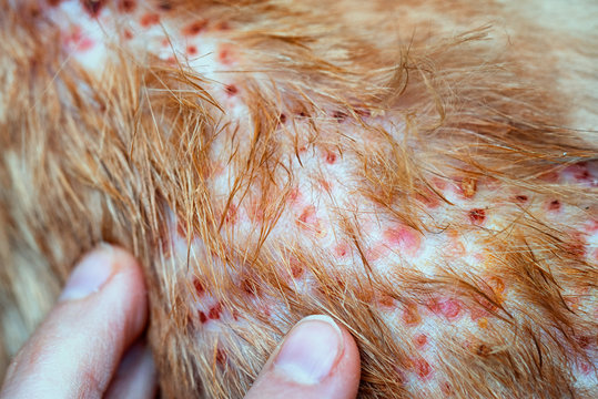 Fingers Pointing On The Disease On Cat Skin, Dermatitis In Dog, Skin Laminate And Dog Hair Fallen