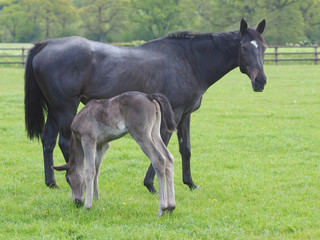 Pretty Bay Foal