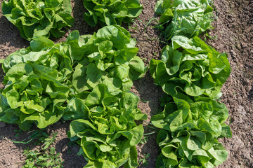 Grüner Salat von oben