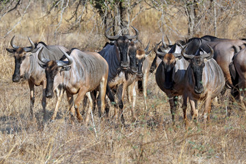 Herd of Cookson's wildebeest