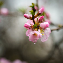 Obraz premium Flowering of the apple tree. Drops. Rain.