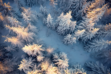 Top view to wood from bird's eye. Amazing winter scene. Christmas theme. Winter background