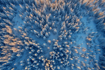 Top view to wood from bird's eye. Amazing winter scene. Christmas theme. Winter background