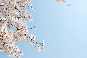 Crédence de cuisine en verre imprimé Fleur de cerisier さくら
