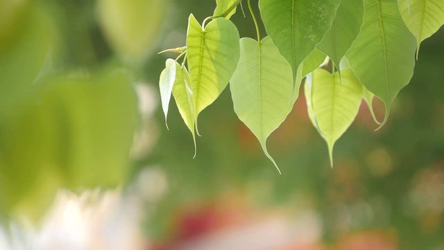 leaves of the tree are slowly moving with the wind.The Leaf of Bodhi and the sun in the Daylight
