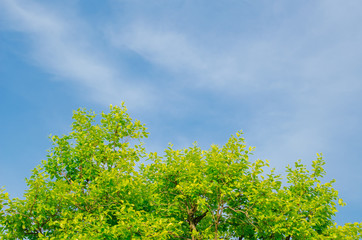 Green leaves with blue sky.