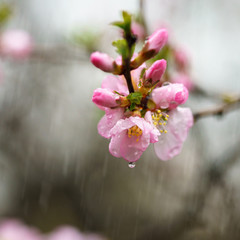 Fototapeta premium Flowering of the apple tree. Drops. Rain.