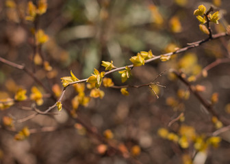 Spring buds and flowers. April. Cards or backgrounds.