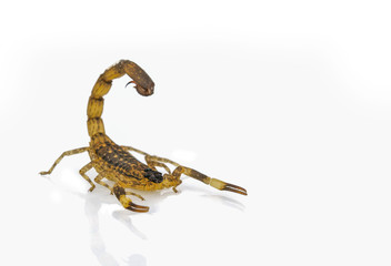 Death Stalker scorpion isolated on white background