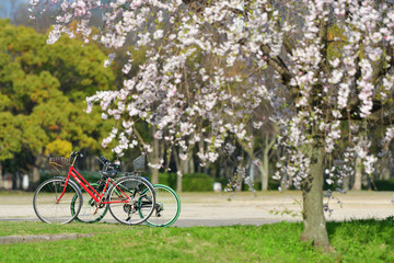 Fototapeta na wymiar 桜のある公園の風景