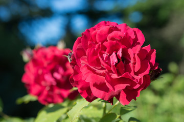Flower of a red rose blooms in the garden