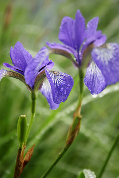 Wet blue Iris Sibirica with drops after rain in the green grass