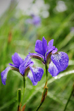 Wet blue Iris Sibirica with drops after rain in the green grass