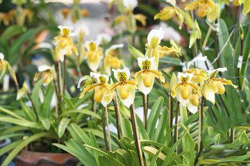Fototapeta premium yellow lady’s slipper orchid flower ,groups blooming in natural garden background