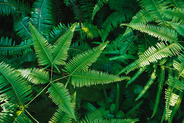 Fototapeta na wymiar Green ferns leaves background with sunlight.