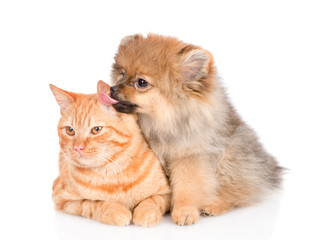 Spitz puppy puppy licking the cat's ear. isolated on white background