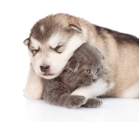 Close up alaskan malamute puppy  hugging tiny kitten. isolated on white background