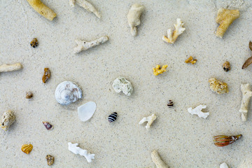 broken coral and shells on the beautiful beach background