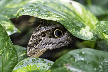 Obraz premium Caligo eurilochus, the forest giant owl,