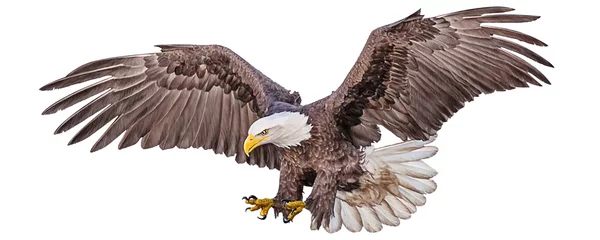 Foto op Canvas Bald eagle flying swoop hand draw and paint color on white background vector illustration. © patthana