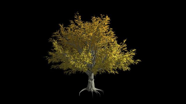 American Elm tree  in the wind
Format MOV, codec png with alpha channel
