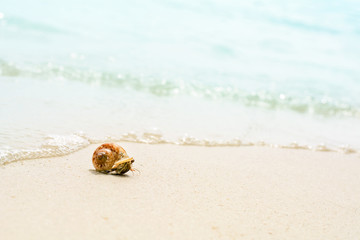lovely little hermit crab on the beautiful beach