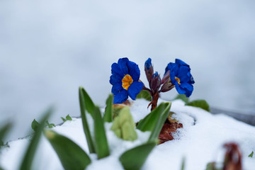Close up of flowers in the snow