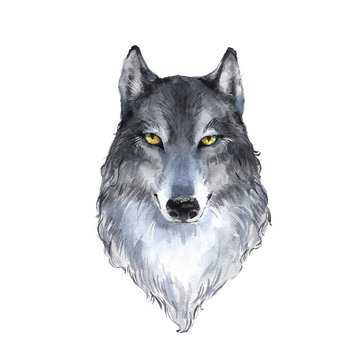 Wolf . Watercolor illustration